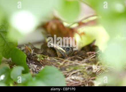 Blackbird (Turdus merula), les jeunes merles in nest Banque D'Images