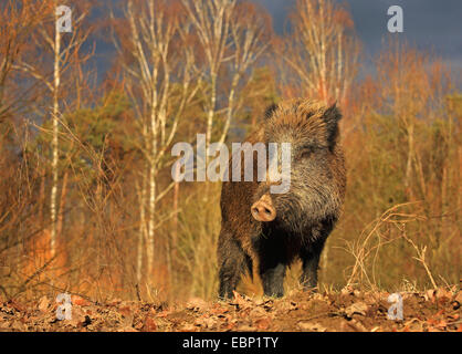 Le sanglier, le porc, le sanglier (Sus scrofa), wild sow standing in a forest, l'Allemagne, Bade-Wurtemberg Banque D'Images