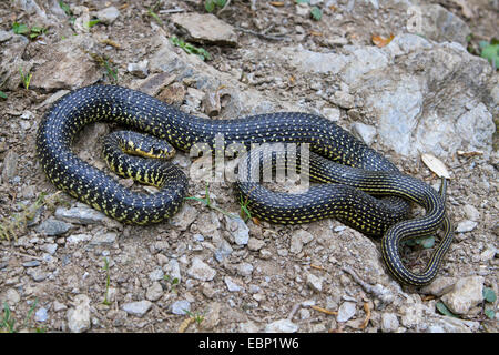 Whip européen d'Europe occidentale, snake snake whip vert-foncé, whipsnake (Coluber viridiflavus Hierophis viridiflavus), whip, vigilant en serpent, la posture de défense de la France, Corse, Haute-Corse Banque D'Images