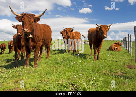 Salers, vaches Salers (Bos primigenius f. taurus), groupe sur un pâturage, France, Auvergne, Tourbiere du Jolan Banque D'Images