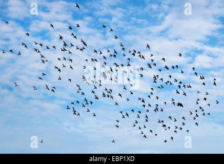 Pigeon domestique (Columba livia f. domestica), flying troupeau de pigeons , Allemagne, Rhénanie du Nord-Westphalie Banque D'Images