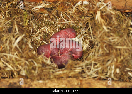 Campagnol roussâtre (Clethrionomys glareolus, Myodes glareolus), les nouveau-nés dans un nid de souris sous un tas de bois, de l'Allemagne, Bade-Wurtemberg Banque D'Images
