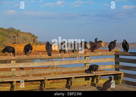 Urubu noir américain (Coragyps atratus), groupe assis sur une balustrade, USA, Floride, Myakka River State Park Banque D'Images