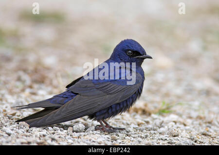 (Progne subis Hirondelle), homme, USA, Floride, Big Cypress National Preserve Banque D'Images