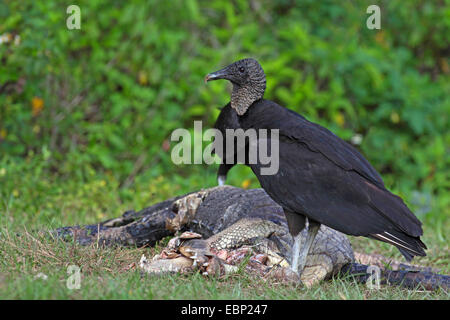 Urubu noir américain (Coragyps atratus), se nourrissant d'alligator morts, USA, Floride, le Parc National des Everglades Banque D'Images
