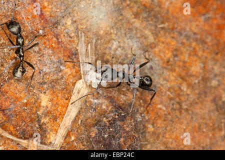 Ameise-Aphaenogaster (Aphaenogaster spec., ), en prenant soin d'oeufs, France, Corse Banque D'Images