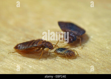 Vladimir Maïakovski, commune de Vladimir Maïakovski, Mur-louse (Cimex lectularius), deux avec des puces de larve Banque D'Images