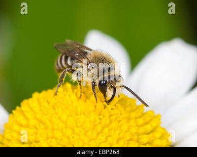 Colletid bee (Colletes similis), homme d'une marguerite blanche fleur, Allemagne Banque D'Images