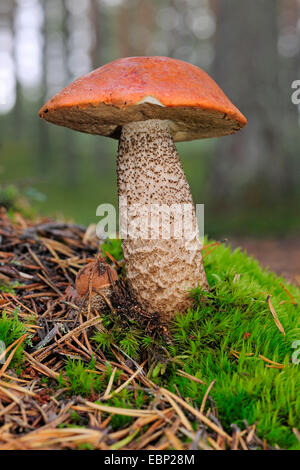 Bouleau orange bolet (versipelle le Leccinum testaceoscabrum le Leccinum,), dans la région de moss sur sol de la forêt d'une forêt de pins, la Finlande heath Banque D'Images