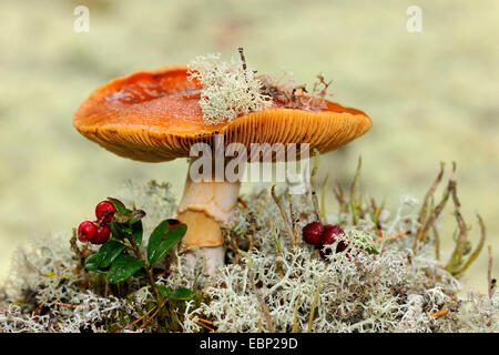 Russula foetens brittlegill (puant), à même le sol forestier dans une forêt de sapins avec la Finlande, lichen des rennes Banque D'Images