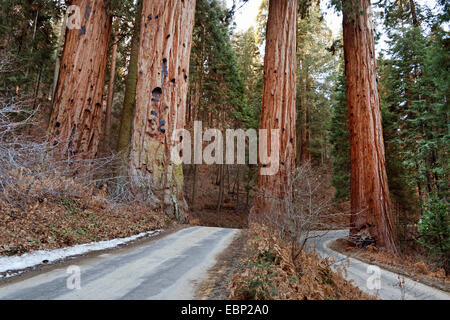 Le séquoia géant, géant (Sequoiadendron giganteum), chemins forestiers au Sequoia National Park, États-Unis d'Amérique, Californie, Sequoia National Park Banque D'Images