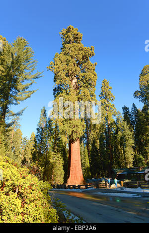 Le séquoia géant, géant (Sequoiadendron giganteum), les touristes à côté d'un grand séquoia géant, États-Unis, Californie, Sequoia National Park Banque D'Images