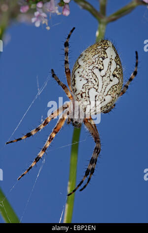 Oakleaf orbweaver (Araneus ceropegius, Aculepeira ceropegia), tête première dans son site web, l'Allemagne, Bade-Wurtemberg Banque D'Images