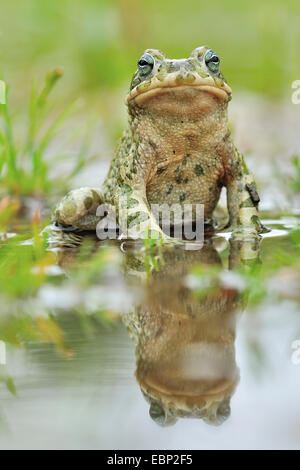 Crapaud vert (Bufo bigarré, viridis), à côté du lac avec mirrorimage, Allemagne Banque D'Images