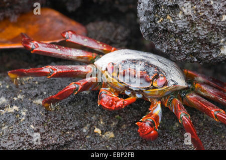 Sally Lightfoot, Crabe Crabe tacheté (Grapsus grapsus), du crabe unique sur la pierre de lave, l'Équateur, Îles Galápagos, Fernandina, Punta Espinosa Banque D'Images