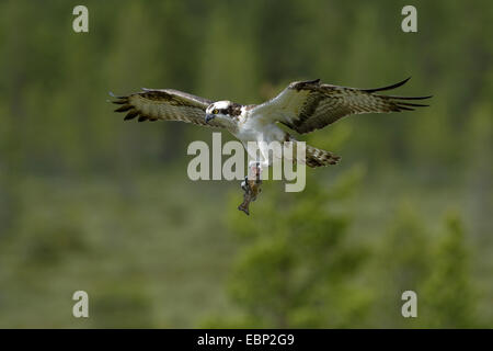 Osprey, le poisson hawk (Pandion haliaetus), homme avec du poisson pris à voler le nid, Finlande Banque D'Images