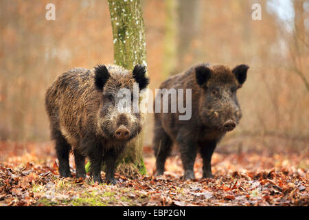 Le sanglier, le porc, le sanglier (Sus scrofa), wild tusker et semer en hiver, l'Allemagne, Bade-Wurtemberg Banque D'Images