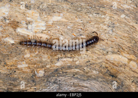 Les mille-pattes, mille-pattes le jardin, télévision à soutenu mille-pattes, les Mille-pattes bride, mille-pattes (Oxidus gracilis, Orthomorpha gracilis), sur une pierre, Allemagne Banque D'Images