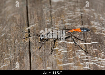 Red-banded guêpe Ammophila sabulosa (sable), homme, Allemagne Banque D'Images