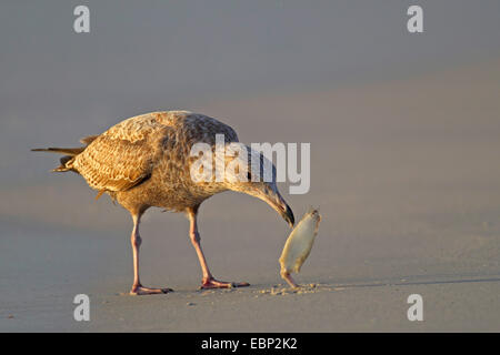 Goéland argenté (Larus argentatus), l'alimentation des mineurs un poisson, USA, Floride Banque D'Images