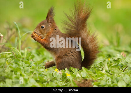 L'écureuil roux européen eurasien, l'écureuil roux (Sciurus vulgaris), assis dans un pré et de manger une noix, Allemagne, Rhénanie du Nord-Westphalie Banque D'Images