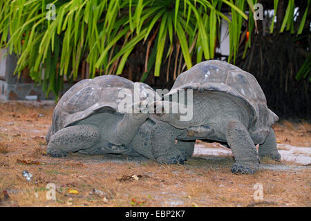 Tortue géante des Seychelles, Aldabran tortues géantes d'Aldabra, tortue géante (Aldabrachelys gigantea, Testudo gigantea, Geochelone gigantea, Megalochelys gigantea), deux tortues géantes des Seychelles se regarder, les Seychelles, l'Île aux Oiseaux Banque D'Images