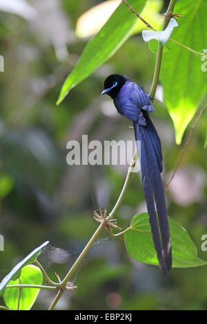 Seychelles paradise flycatcher (Terpsiphone corvina), homme, les Seychelles, La Digue Banque D'Images