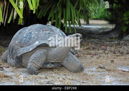 Tortue géante des Seychelles, Aldabran tortues géantes d'Aldabra, tortue géante (Aldabrachelys gigantea, Testudo gigantea, Geochelone gigantea, Megalochelys gigantea), dans l'habitat, les Seychelles, l'Île aux Oiseaux Banque D'Images