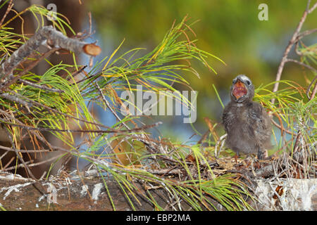 Noddy commun, noddi brun (Anous stolidus), juvenil assis sur une branche de chêne et d'appeler à l'alimentation, les Seychelles, l'Île aux Oiseaux Banque D'Images