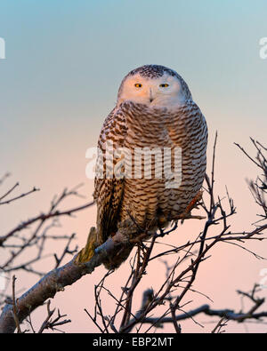 Le harfang des neiges (Nyctea scandiaca, scandiaca Strix, Bubo scandiacus), femme reposant sur vieux bouleaux dans la lumière du soir, Pays-Bas Banque D'Images