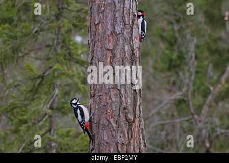 Great spotted woodpecker (Picoides major, Dendrocopos major), deux pics sur l'alimentation en un tronc de pin, de la Norvège, Trondheim Banque D'Images