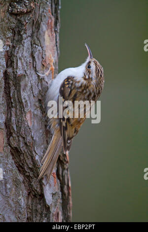 Bruant commun (Certhia familiaris), sur l'alimentation en un tronc de pin, de la Norvège, Trondheim Banque D'Images