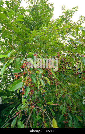 Wild Black cherry (Prunus serotina), branches fructifères, Allemagne Banque D'Images