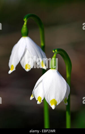 Printemps Leucojum vernum (flocon), des fleurs, de l'Allemagne, Bade-Wurtemberg Banque D'Images