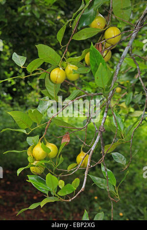 Muscade, MACE (myristica fragrans), branche avec fruits, Tanzanie, Sansibar Banque D'Images