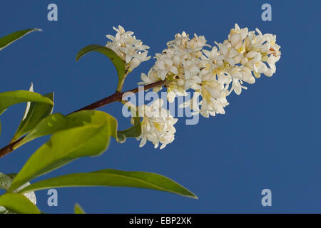 Troène commun, troène doré, troène, sauvages, prim'troène (Ligustrum vulgare), la floraison, Allemagne Banque D'Images