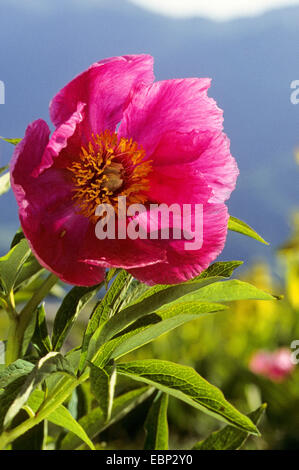 La pivoine (Paeonia officinalis), la floraison, Allemagne Banque D'Images