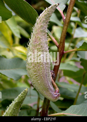 L'asclépiade commune, violet silkweed (Asclepias syriaca), de fruits Banque D'Images