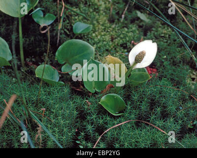 L'arum, calla des marais sauvages (Calla palustris), la floraison, l'Allemagne, Rhénanie du Nord-Westphalie Banque D'Images