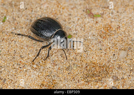 Darkling beetle (Pimelia payraudi Pimelia cf., spec.), dans le sable, France, Corse Banque D'Images