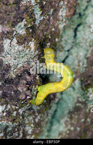 Les mites, géomètre géomètres (Alsophila aescularia, Anisopteryx aescularia) rampante, Caterpillar, Allemagne Banque D'Images