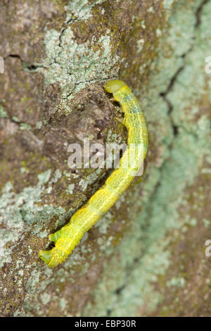 Les mites, géomètre géomètres (Alsophila aescularia, Anisopteryx aescularia), Caterpillar, Allemagne Banque D'Images