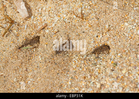 Guêpe Bembix oculata (sable), comme colonie tanières dans le sable Banque D'Images