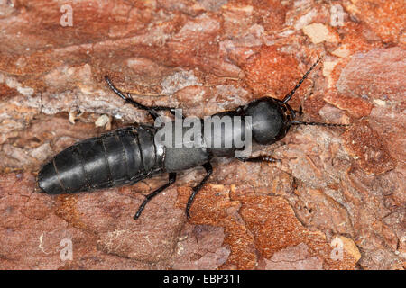 Staphylin (Ocypus spec. ), Sur l'écorce, France, Corse Banque D'Images