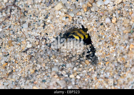 Guêpe Bembix oculata (sable, sable) didding hors de sa tanière Banque D'Images