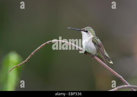 Colibri à gorge rubis (Archilochus colubris), femme, USA, Floride, fort de Soto Banque D'Images