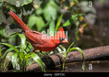 Le cardinal commun (Cardinalis cardinalis), homme, USA, Floride, Corkscrew Swamp Banque D'Images