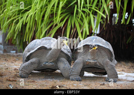 Tortue géante des Seychelles, Aldabran tortues géantes d'Aldabra, tortue géante (Aldabrachelys gigantea, Testudo gigantea, Geochelone gigantea, Megalochelys gigantea), deux tortues géantes des Seychelles, Seychelles, l'Île aux Oiseaux Banque D'Images