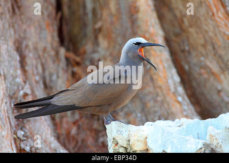 Noddy commun, noddi brun (Anous stolidus), assis sur une pierre et l'appel, les Seychelles, l'Île aux Oiseaux Banque D'Images