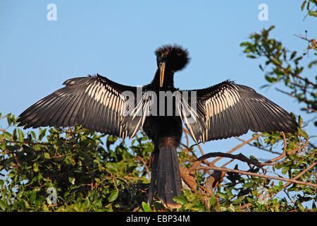 Dard d'Amérique (Anhinga anhinga), l'homme se soucie de son plumage, USA, Floride, en Venise Banque D'Images